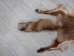 Red Fox Skin with Feet: Gallery Item - 180-03-WF-G2517 (Y2FWR)