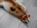 Red Fox Skin with Feet: Gallery Item - 180-03-WF-G2517 (Y2FWR)