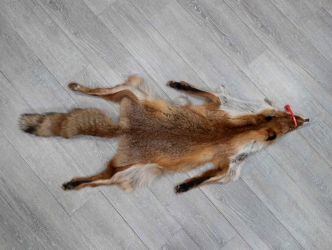 Red Fox Skin with Feet: Gallery Item 