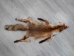 Red Fox Skin with Feet: Gallery Item - 180-03-WF-G2517 (Y2FWR)