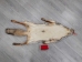 Red Fox Skin with Feet: Gallery Item - 180-03-WF-G2518 (Y2FWR)
