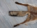 Red Fox Skin with Feet: Gallery Item - 180-03-WF-G2518 (Y2FWR)