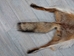 Red Fox Skin with Feet: Gallery Item - 180-03-WF-G2518 (Y2F)