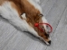 Red Fox Skin with Feet: Gallery Item - 180-03-WF-G2518 (Y2FWR)