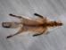 Red Fox Skin with Feet: Gallery Item - 180-03-WF-G2518 (Y2FWR)