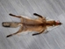 Red Fox Skin with Feet: Gallery Item - 180-03-WF-G2518 (Y2F)
