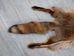 Red Fox Skin with Feet: Gallery Item - 180-03-WF-G2519 (Y2F)