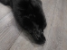 Black Dyed Fox Skin: Fashion Quality: Gallery Item - 180-06-FQAA-G02 (Y2F)