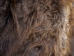 Musk Ox Hide: Gallery Item - 182-G2861 (Y2F)