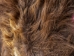 Musk Ox Hide: Gallery Item - 182-G2862 (Y2F)