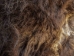 Musk Ox Hide: Gallery Item - 182-G2864 (Y2F)
