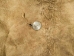 Traditionally Brain-Tanned Smoked Buffalo Leather: Gallery Item - 2-50-G5019 (Y1KRF)