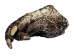 Alligator Foot: Jumbo: 7": Gallery Item - 21-AG-J2-G6415 (Y1XC12)