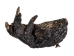 Alligator Foot: Jumbo: 7": Gallery Item - 21-AG-J2-G6415 (Y1XC12)