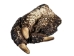 Alligator Foot: Jumbo: 7": Gallery Item - 21-AG-J2-G6415 (Y1XC12)