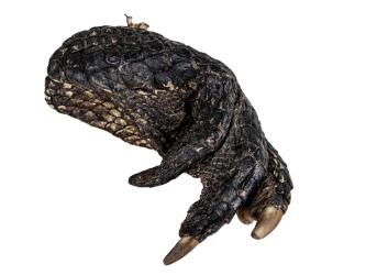 Alligator Foot: Jumbo: 7": Gallery Item 