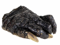 Alligator Foot: Jumbo: 7.5": Gallery Item 