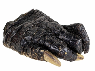 Alligator Foot: Jumbo: 7.5": Gallery Item 