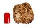 Snapping Turtle Shell with Plastron: 10": Gallery Item - 229-WP-0910-G6665 (Y3K)