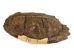 Snapping Turtle Shell with Plastron: 10": Gallery Item - 229-WP-0910-G6665 (Y3K)