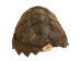 Snapping Turtle Shell with Plastron: 10": Gallery Item - 229-WP-0910-G6665 (Y3K)