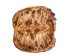 Snapping Turtle Shell with Plastron: 10": Gallery Item - 229-WP-0910-G6665 (Y3K)