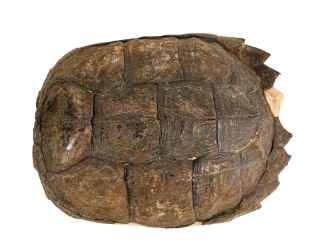 Snapping Turtle Shell with Plastron: 10": Gallery Item 
