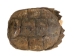 Snapping Turtle Shell with Plastron: 10": Gallery Item - 229-WP-0910-G6665 (Y3K)