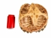 Snapping Turtle Shell with Plastron: 11": Gallery Item - 229-WP-1011-G6666 (Y3KRU)