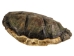 Snapping Turtle Shell with Plastron: 11": Gallery Item - 229-WP-1011-G6666 (Y3KRU)