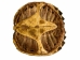 Snapping Turtle Shell with Plastron: 11": Gallery Item - 229-WP-1011-G6666 (Y3KRU)