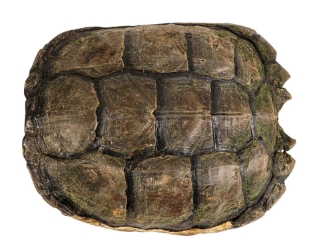 Snapping Turtle Shell with Plastron: 11": Gallery Item 