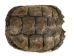 Snapping Turtle Shell with Plastron: 11": Gallery Item - 229-WP-1011-G6666 (Y3KRU)