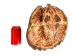 Snapping Turtle Shell with Plastron: 11": Gallery Item - 229-WP-1011-G6668 (Y3K)