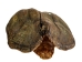 Snapping Turtle Shell with Plastron: 11": Gallery Item - 229-WP-1011-G6668 (Y3K)
