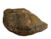 Snapping Turtle Shell with Plastron: 11": Gallery Item - 229-WP-1011-G6668 (Y3K)