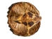 Snapping Turtle Shell with Plastron: 11": Gallery Item - 229-WP-1011-G6668 (Y3K)