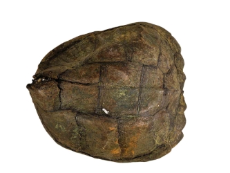 Snapping Turtle Shell with Plastron: 11": Gallery Item 