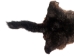 Australian Opossum Skin: #1: Rusty Brown: Gallery Item - 259-40-G6327 (Y3KRK)