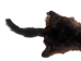 Australian Opossum Skin: #1: Rusty Brown: Gallery Item - 259-40-G6328 (Y3KRK)