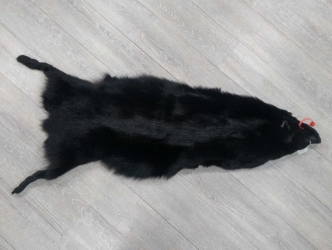 Dyed Black Coyote Skin: Gallery Item 