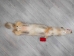 Craft Grade Coyote Skin: Gallery Item - 262-G2659 (Y2FWR)