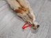 Craft Grade Coyote Skin: Gallery Item - 262-G2659 (Y2FWR)