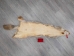 Craft Grade Coyote Skin: Gallery Item - 262-G2815 (Y2FWR)
