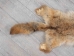 Craft Grade Coyote Skin: Gallery Item - 262-G2815 (Y2FWR)
