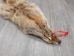 Craft Grade Coyote Skin: Gallery Item - 262-G2815 (Y2FWR)