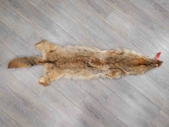 Craft Grade Coyote Skin: Gallery Item 