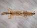 Craft Grade Coyote Skin: Gallery Item - 262-G2815 (Y2FWR)
