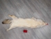 Craft Grade Coyote Skin: Gallery Item - 262-G2816 (Y2FWR)