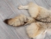 Craft Grade Coyote Skin: Gallery Item - 262-G2816 (Y2FWR)
